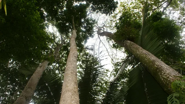 Bosques Tropicales